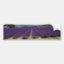 Buscar lavanda pegatinas parachoque Flores