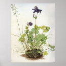 Buscar blume posters Planta