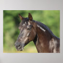Buscar caballo español posters Negro