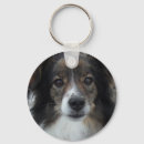 Buscar shelties llaveros Shetland