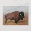 Buscar bisonte postales Colorado