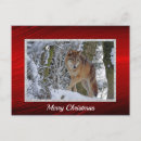 Buscar lobos salvajes postales Lobo gris