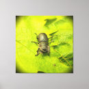 Buscar stag arte Escarabajo