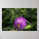 Buscar cardo posters Para todos