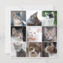 Buscar cats cuadradas invitaciones Gatos