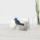 Buscar carámbanos fotografía Naturaleza