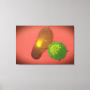 Buscar célula lienzos Primer