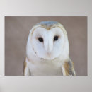 Buscar owl arte Granero