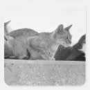 Buscar tres gatos postales Gato doméstico