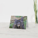 Buscar chimpanzee Vida silvestre