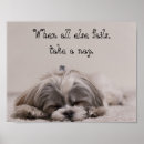 Buscar shihtzu posters Para todos