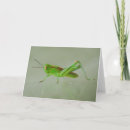 Buscar saltamontes tarjetas Fotografía