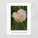 Buscar rosa doble postales Tulipán