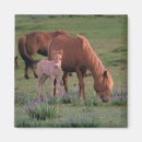 Buscar mongolia imanes Desierto