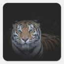 Buscar tiger pegatinas Vida silvestre