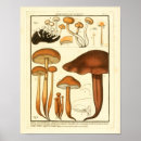 Buscar botánico francés posters Vintage