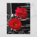Buscar flores rojas y blancas postales Para ellos