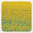Buscar girasol amarillo posavasos Fotografía