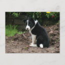 Buscar border collie postales Lindo