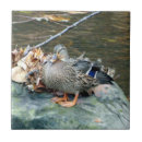 Buscar pato silvestre azulejos Pájaro