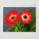 Buscar margarita del gerbera postales Rojo
