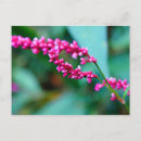 Buscar pequeñas flores postales General y unisex