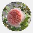 Buscar mil pegatinas Rosa