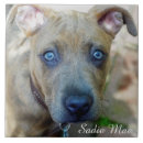 Buscar mi pitbull azulejos Cachorro