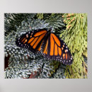 Buscar mariposa negra arte Bonito