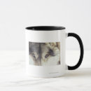 Buscar canis lupus tazas Primer