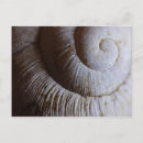 Buscar caracol de mar postales Playa