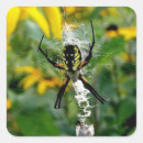 Buscar orbe pegatinas Araña