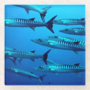 Buscar barracuda Fotografía