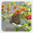 Buscar arbusto cuadradas pegatinas Mariposa