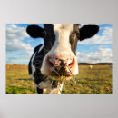 Buscar vacas lecheras posters Pastoreo