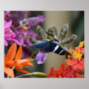 Buscar mariposas tropicales posters General y unisex