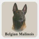 Buscar malinois pegatinas Animal