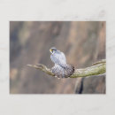 Buscar peregrinos postales Vida silvestre