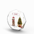 Buscar navidad cockapoo Cucaracha