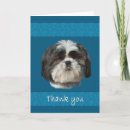 Buscar perro del tzu de shih tarjetas Animales