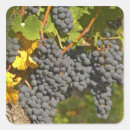 Buscar racimos pegatinas Bodega