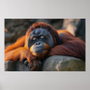 Buscar orangután posters Salvaje
