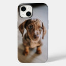 Buscar cangrejo lindo fundas Perro