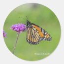 Buscar mariposa de monarca pegatinas Insecto