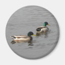 Buscar ducky imanes Pájaros