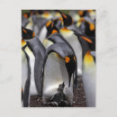 Buscar polluelo joven postales Animal