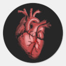 Buscar anatomía del corazón pegatinas Anatómico