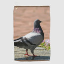 Buscar palomas fotografía Animal