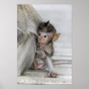 Buscar macaque posters Monkey