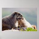Buscar marmota posters Naturaleza